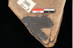 Foto (Detailansicht) von Pinus praelarix Ettingshausen (NHMW-GEO-2024-0188-0306)